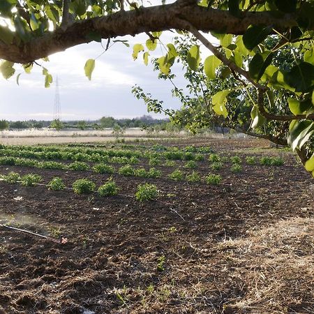 Agrimat Salento Sas Villa Alezio Esterno foto